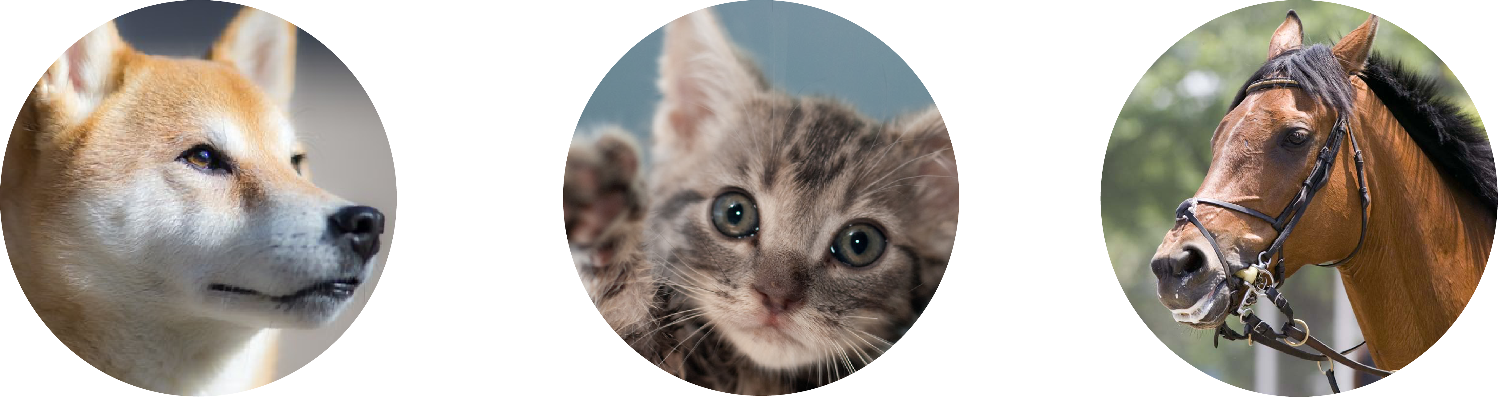 犬、猫、馬の写真